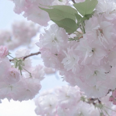 铁锋福瑞交流群